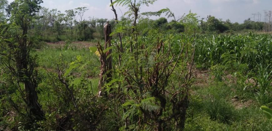 Tanah Dijual : Ds Kartika Jaya Patebon, Kendal